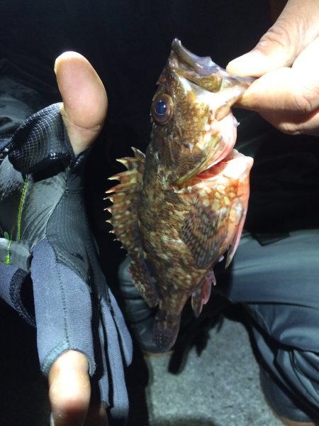 初釣り　根魚ハント！